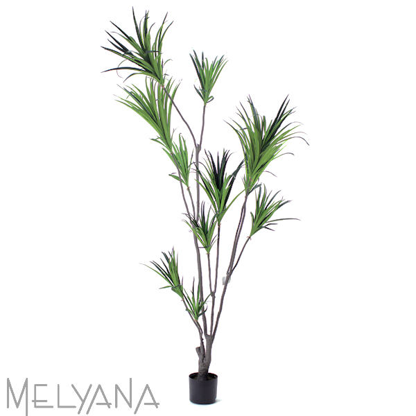 DRACENA 2,10M 